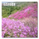 2025년05월24일 평택성동신협산악회 산행안내 [전라북도 남원시] 지리산바래봉 철쭉제 이미지