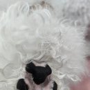 지오애견미용샵 이미지