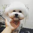 신애견