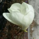 나팔꽃 노래연습장 | 목련꽃에대한 시모음(목련꽃 필때면)