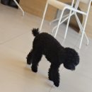 펌킨 펫하우스 서울숲 이미지