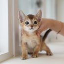 광주강아지분양 고양이분양 미유펫 본점 이미지