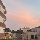 강아지나라 이미지