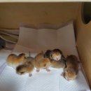 보보캐터리 이미지