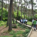 ＜태안여행＞ 국내 유일의 소나무 천연림으로 최고의 힐링캠프, 안면도자연휴양림 이미지