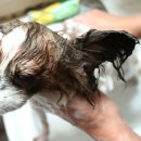 허니애견 이미지