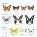 옛 그림 속의 꽃과 나비 감상(4) -남계우-