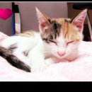 풀빛둥지펜션 | 애견동반 팬션