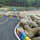 대청도 모래울해변과 적송 군락지(2025. 8. 18) 이미지