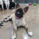 동수사랑동물병원 이미지