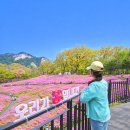 꽃과 식물로 정원가꾸기 | 불암산 나비정원 철쭉제 도심 속 철쭉동산 행복 팡팡!