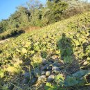 만차랑 단호박따느라 ㅇ 빠집니다 이미지