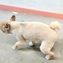 오늘도 예쁘개 | 동탄애견미용샵 오늘도예쁘개 소중한 반려견 귀엽게 미용하고오기