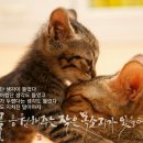 감성 글씨 캘리그라피 이미지