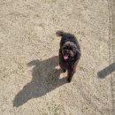 Dog차지 이미지