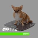 비만관리