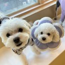 슈퍼해피독 이미지