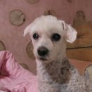 돌배나무 세그루 이미지