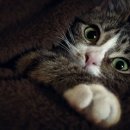 나는고양이 이미지