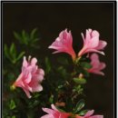 들꽃풍경 이미지