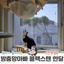 고양이안전방충망 강서구 방충망아빠 만족한달후기 추가설치