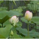 [20090704]김포 둘레길(하성면 마곡사거리~고촌면 평교다리) 도보탐사 - 1