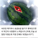 50%고창수박(오리지날)3~4kg급12.000=＞ 이미지