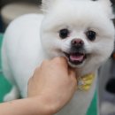 위드퍼피 애견미용실 이미지
