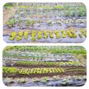 웅촌농장 이미지