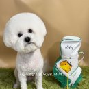 러블리펫샵 이미지