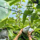 누렁이과수원 안성 배따기 체험 아이와 가볼만한 곳
