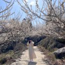 도사보건진료소 이미지