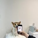 댕그리 펫 살롱 이미지