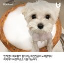 더펫텔 이미지