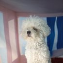 퍼피루시드 이미지