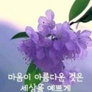 세라비 이미지