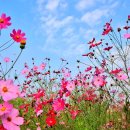 온새미로 아토 이미지