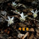 봉림장 이미지