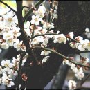 구름동산 이미지