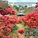 꽃동산 이미지