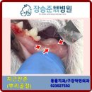 장승준동물치과병원 이미지