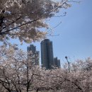 라인동산경로당 | 대구 벚꽃 카페 커피 한잔 테이크아웃 하고 보러가기 좋은 꽃보라동산 근처 플로아프룻 추천