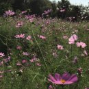 중화솔로몬 이미지