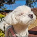 두두펫케어 이미지