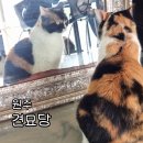 견묘당 이미지