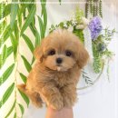 강아지분양 꽃강아지 중랑점 이미지