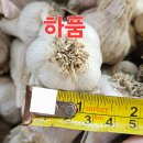 [공지] 2025 남해 통마늘 흙마늘 저장용 김장용 마늘 판매(신상!!)