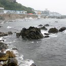 어달해바라기 이미지