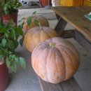 옛고을농장 이미지