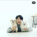 킨더퍼피 이미지